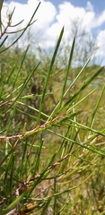 Hakea actites