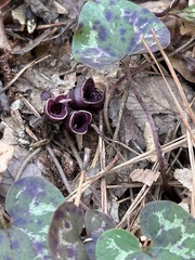 Hexastylis virginica