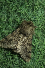 Apocheima hispidaria