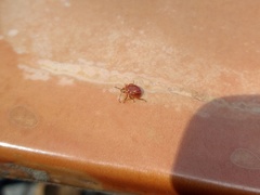 Supputius cincticeps