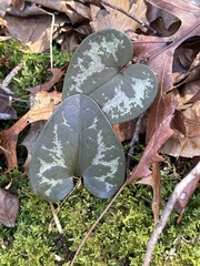 Hexastylis virginica