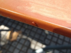 Supputius cincticeps