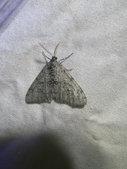 Phigalia strigataria