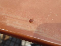 Supputius cincticeps