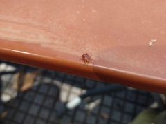 Supputius cincticeps