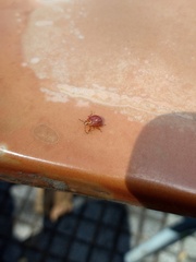 Supputius cincticeps