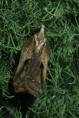 Acleris cristana