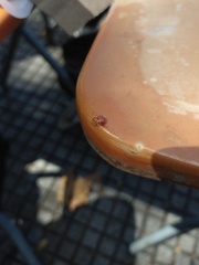 Supputius cincticeps