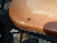 Supputius cincticeps