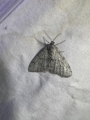 Phigalia strigataria