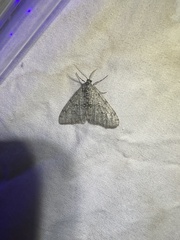 Phigalia strigataria