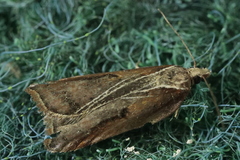 Acleris cristana