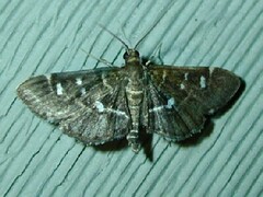 Diathrausta harlequinalis