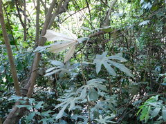 Pterospermum diversifolium