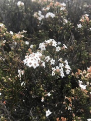 Epacris serpyllifolia