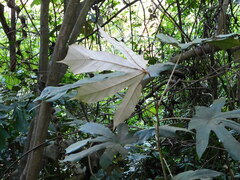 Pterospermum diversifolium