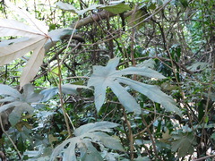 Pterospermum diversifolium