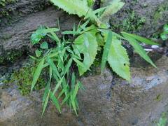Pogonatherum crinitum
