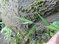 Pogonatherum crinitum