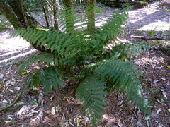 Leptopteris hymenophylloides