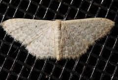 Idaea eretmopus