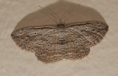 Scopula desita