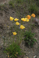 Papaver croceum