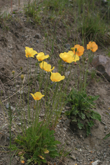 Papaver croceum