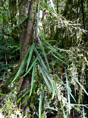 Parsonsia heterophylla