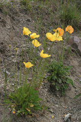 Papaver croceum
