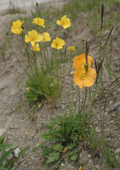 Papaver croceum