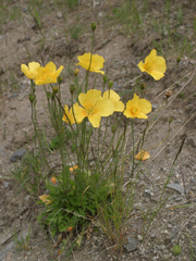 Papaver croceum