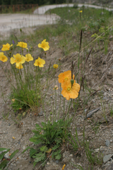 Papaver croceum