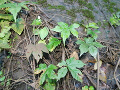 Camonea vitifolia