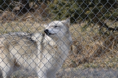 Canis lupus occidentalis