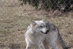 Canis lupus occidentalis