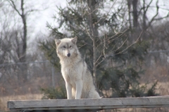 Canis lupus occidentalis