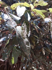 Aextoxicon punctatum