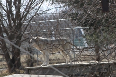 Canis lupus occidentalis