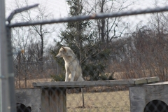 Canis lupus occidentalis