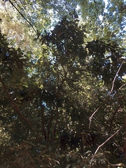 Aextoxicon punctatum