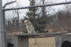 Canis lupus occidentalis