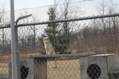 Canis lupus occidentalis