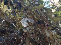 Aextoxicon punctatum