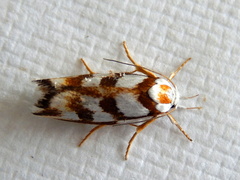 Plectophila electella