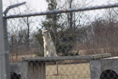Canis lupus occidentalis