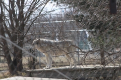 Canis lupus occidentalis