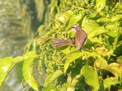 Pycnonotus goiavier