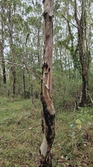 Eucalyptus amplifolia