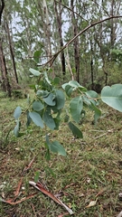 Eucalyptus amplifolia